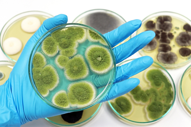mold testing concord nc